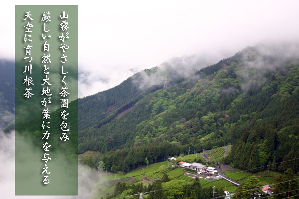 山霧がやさしく茶園を包み厳しい自然と大地が葉に力を与える
天空に育つ川根